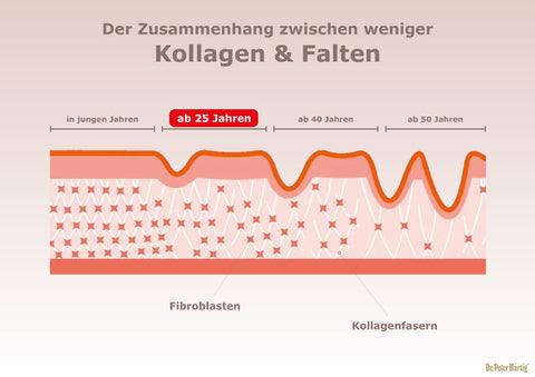 Collagen Beauty Complex Ermäßigte Mehrwertsteuer Dr. Peter Hartig