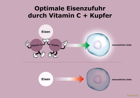 Eisen Plus C Dr. Peter Hartig