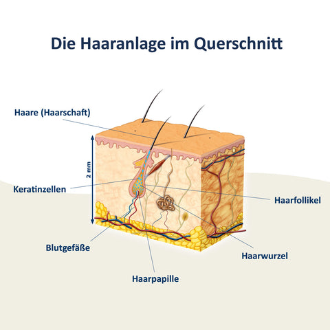 Haarpracht